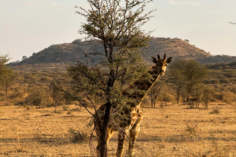 Botswana: Luxury Horseback Ride in Private Wildlife Reserve 1 hour Luxury Horseback Ride in Private Wildlife Reserve