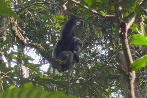 Lago Bunyonyi - Viagem de 1 dia para o trekking com chimpanzés na floresta de Kalinzu