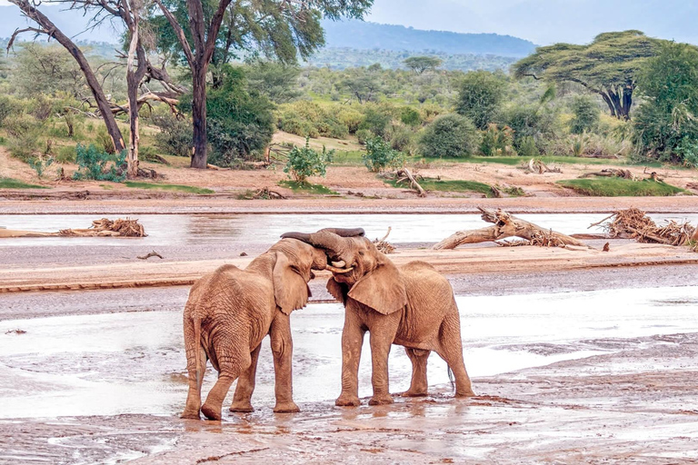 Nairobi: 3-Day Samburu National Reserve Safari Tour