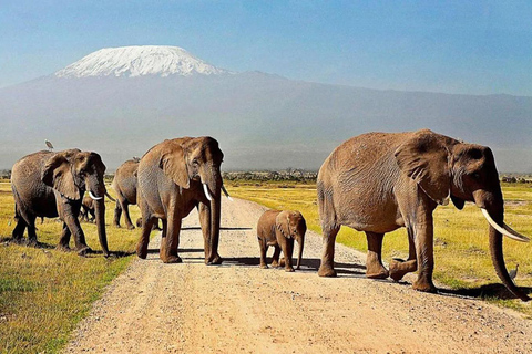Nairobi: safari de 2 días por el Parque Nacional de Amboseli con comidas incluidasNairobi: safari de 2 días al Parque Nacional Amboseli con comidas incluidas