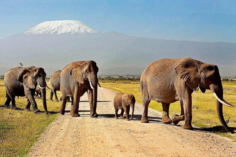 Nairobi: 2-Day Amboseli National Park Safari with Meals