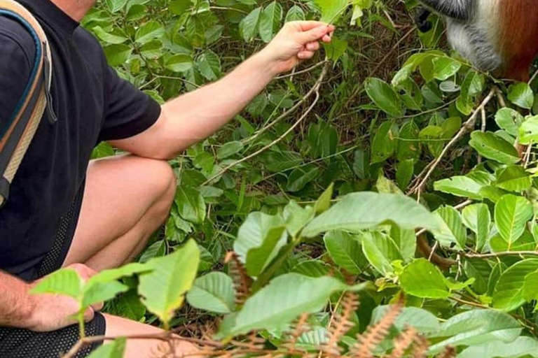 Kryddgårdsrundtur, Jozani-skogen, Salaam-grottan och Mtende-stranden