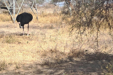 Addis Ababa: 6-Day Abijata Shalla NP & Bale Mountains Tour