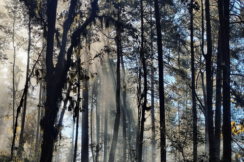 Oaxaca: Hiking in the Sierra Norte Forest