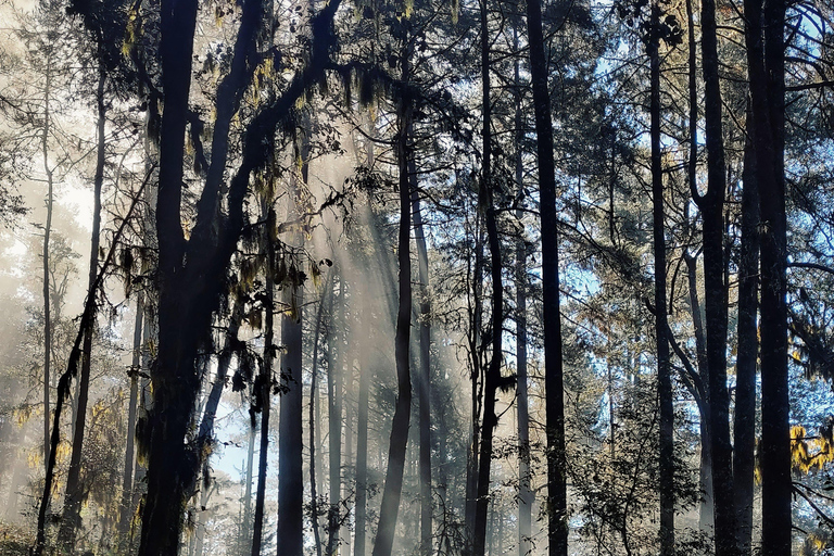 Oaxaca: Hiking in the Sierra Norte Forest