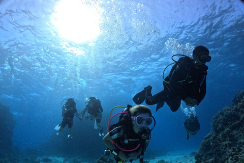 Intro Diving Beginner and Discover Red Sea Underwater (Introdução ao mergulho para iniciantes e descoberta do Mar Vermelho debaixo d&#039;água)