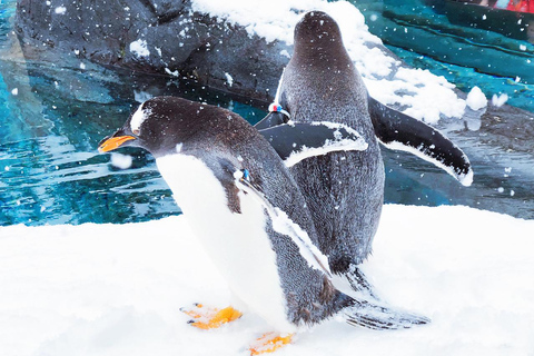 Hokkaido : excursion d'une journée au zoo d'Asahiyama, aux chutes de Shirahige et à l'étang de BieiAu départ de Sapporo : visite du zoo de Hokkaido, des chutes de Shirahige et 