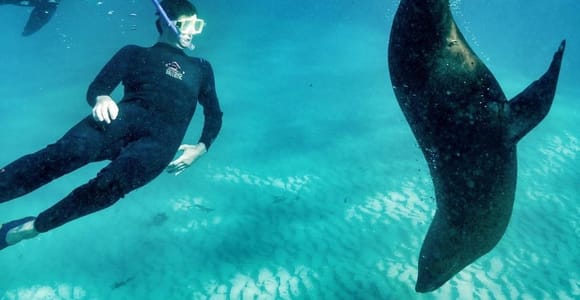 Mornington Peninsula Day Tour with Seal & Sea Dragon Snorkel