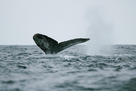 Tromsø: Orca and Whale Watching Heated Boat Trip Tromsø: Orca and Whale Watching comfort heated boat Trip