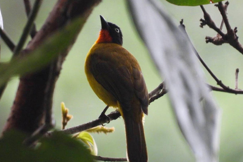 Cochin Adventure Tour: Islands, Birds & Hilltop Views