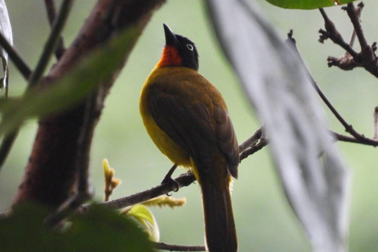 Cochin Adventure Tour: Islands, Birds & Hilltop Views