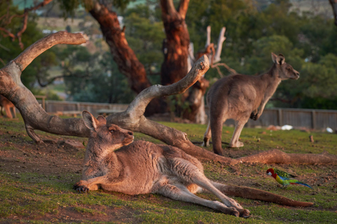 Navetta per il Bonorong Wildlife Sanctuary: escursione a terra a Hobart