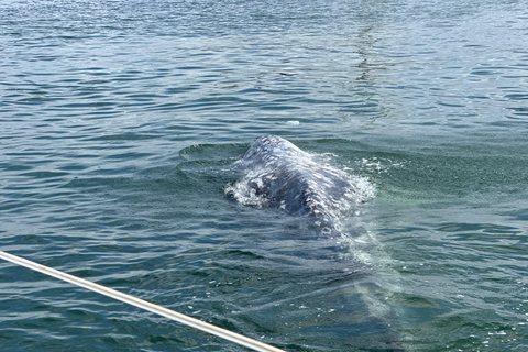 Dolphin Sightings Tour Dolphin Calling Wildlife Tour