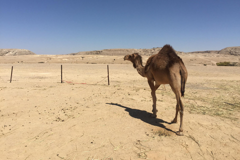 Sands &amp; Scents of the Empty Quarter: A Frankincense Odyssey