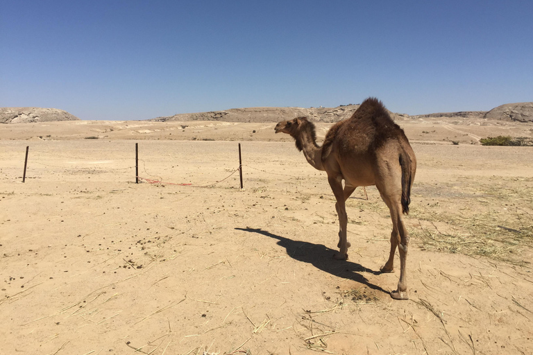 Sands &amp; Scents of the Empty Quarter: A Frankincense Odyssey