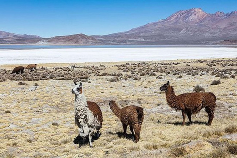 Excursión en la Reserva Nacional de Salinas y Aguada Blanca