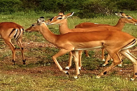 From Mombasa: 2-Day Tsavo East & Ngutuni Safari with Lodge