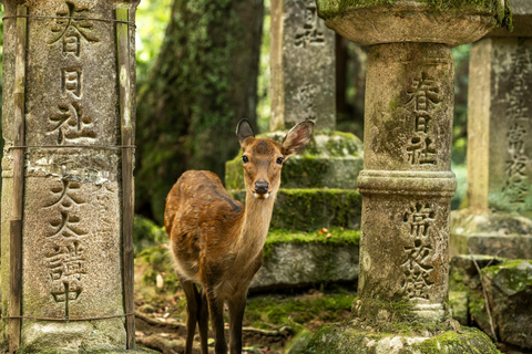 VON KYOTO/NARA: Individuelle Highlight-Reise mit Abholung vom Hotel