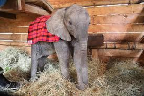 Nairobi : Visite privée du David Sheldrick Wildlife Trust