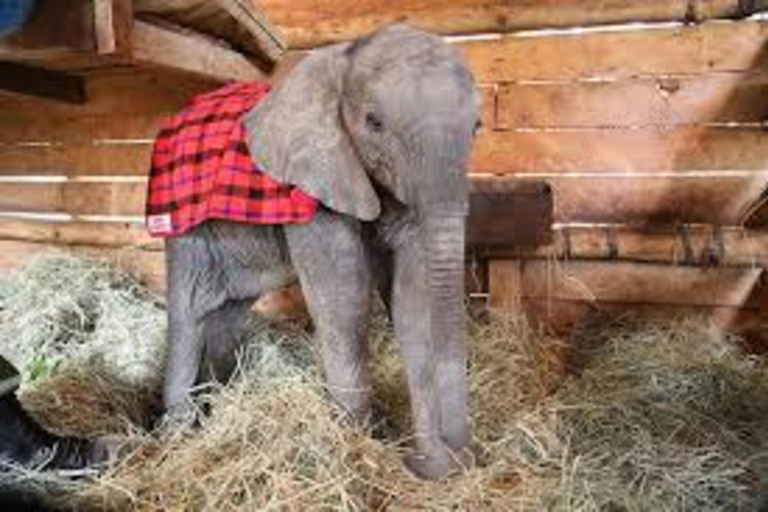 Nairobi : Visite privée du David Sheldrick Wildlife Trust