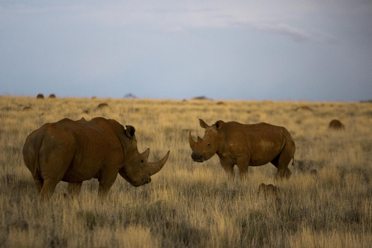 Safari de lujo de 9 días por el Parque Kruger y Ciudad del CaboSafari de 9 días por el Parque Kruger y Ciudad del Cabo en autocar de lujo