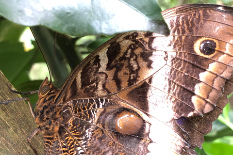 Monteverde: Cloud Forest Guided Walk