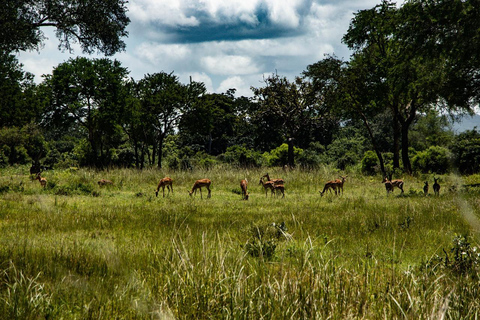 Mikumi nationaal park dagtrip vanuit Zanzibar