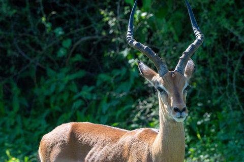 Escursione di un giorno nel Chobe