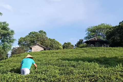Guilin: 1-Day Cultural Hike of Longji & Ancient Tea Tasting