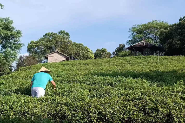 Guilin: 1-Day Cultural Hike of Longji & Ancient Tea Tasting
