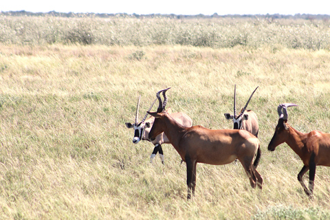 Windhoek: 3-Day Guided Safari in Etosha with Lodge