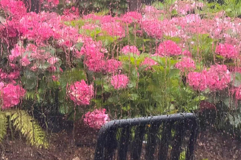 Jeju: Camellia Hill Admission & Seasonal Photo Guide