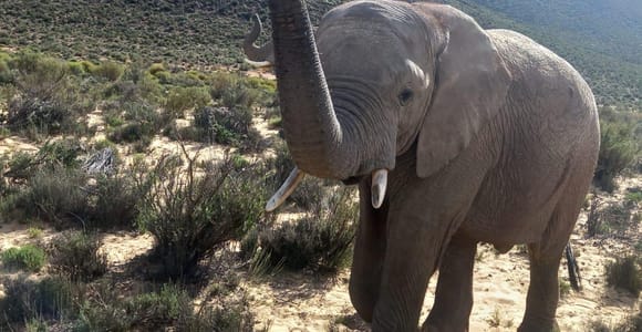 Ab Kapstadt: Big-Five-Safari im Wildreservat mit Pirschfahrt bei Sonnenuntergang