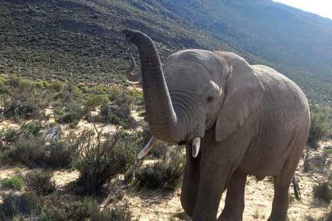 Au départ du Cap : safari dans la réserve d&#039;Aquila avec déjeuner