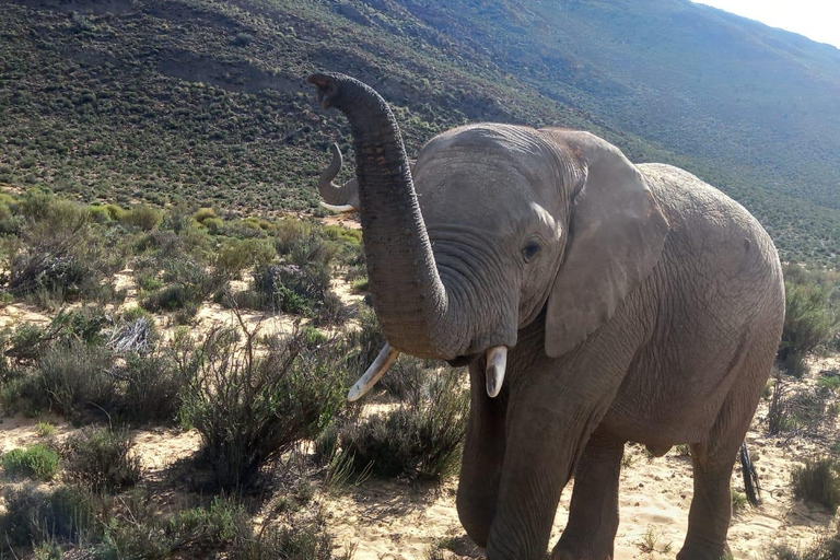 Vanuit Kaapstad: Aquila wildreservaat safari met lunch