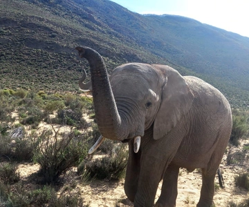 From Cape Town: Aquila Game Reserve Sunset Game Drive