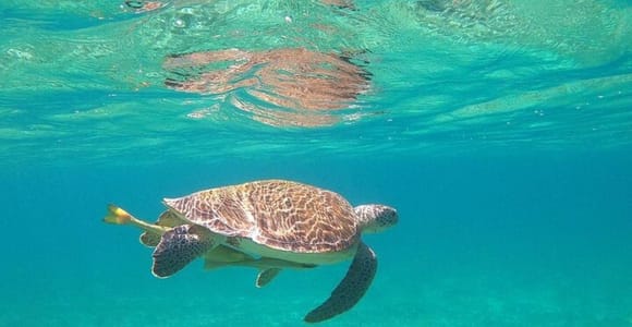 A green turtle gliding just below the surface over pale sand, seen from the side with its shell lit by rippling sunlight and a small fish beneath one flipper