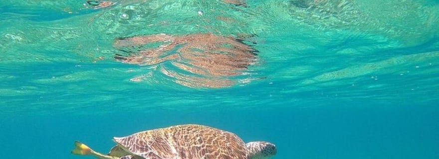 Aventure à Rose Island : tortues, baignade et snorkeling