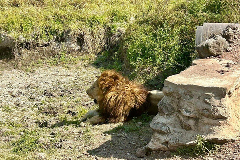 6 Day - Manyara, Serengeti, Ngorongoro & Tarangire Safari