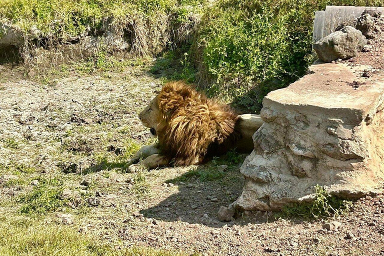 6 Day - Manyara, Serengeti, Ngorongoro & Tarangire Safari