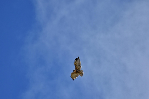 Parque Nacional Antisana - Observação do Condor Andino