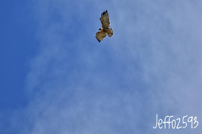 Parc national d&#039;Antisana - Observation du condor des Andes