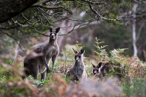 Sydney: popołudnie i zachód słońca w Górach Błękitnych