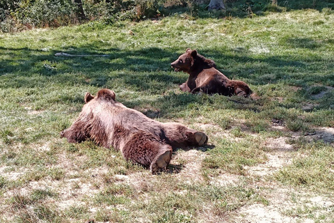 Dagsutflykt Björnreservat, Dracula slottEn dagsutflykt Bear Sanctuary, Dracula Castle