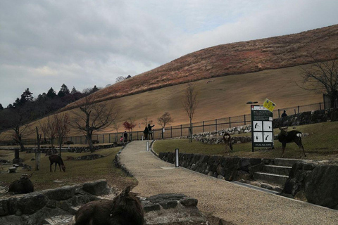 Nara: Mt. Wakakusa Family Picnic Trail with Guide