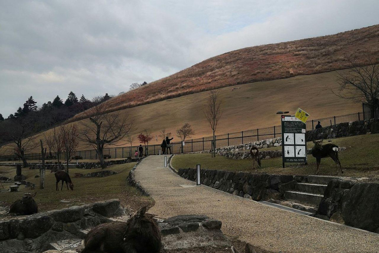 Nara: Mt. Wakakusa Family Picnic Trail with Guide