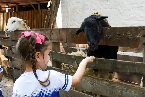 Bilhete de acesso ao Zoo de Barranquilla