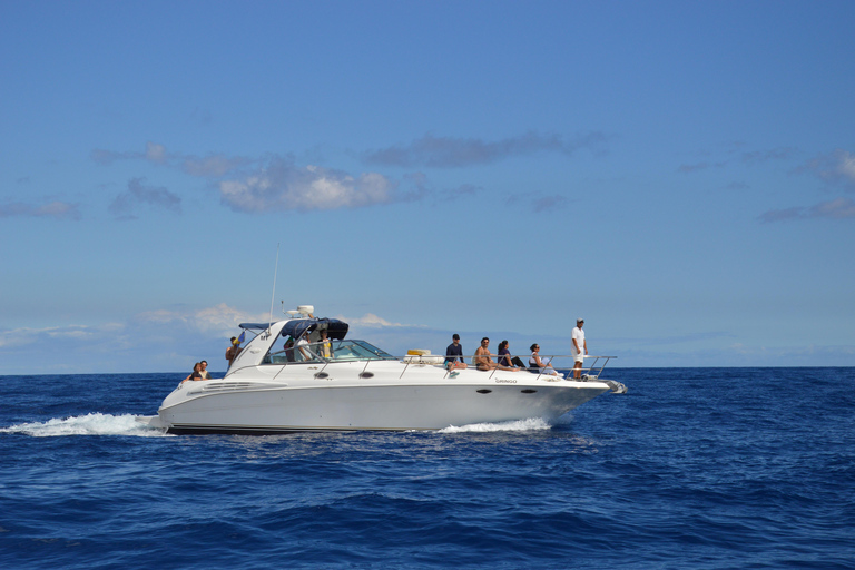 Madère : croisière d&#039;observation des baleines et des dauphins de 2,5 heuresCroisière de groupe