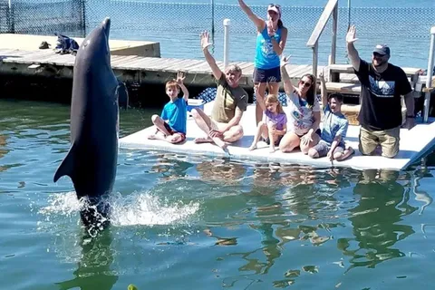 Florida Keys: Dolphin Research Center Day Tour with Lunch