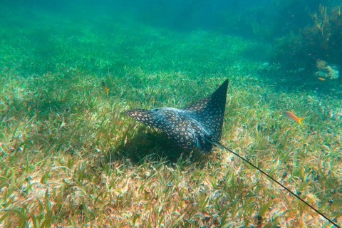 Cancún: Puerto Morelos Riff Schnorchel Tour &amp; Mittagessen am MeerCancún: Puerto Morelos Riff Schnorcheltour &amp; Mittagessen am Meer